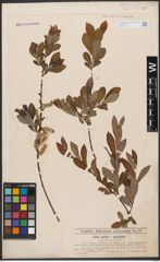 Foto von Salix aurita L. x Salix purpurea L.